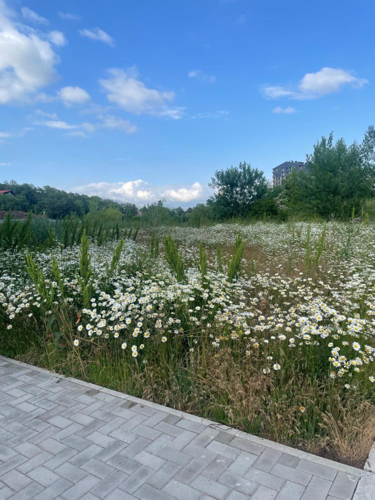 דירות Tsaghkadzor Alvina Complex מראה חיצוני תמונה